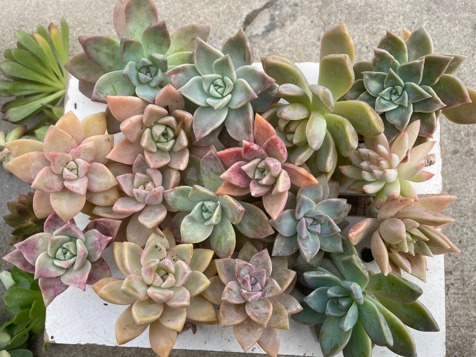 Graptopetalum paraguayense Succulent Cuttings 20pcs Pinky Ghost Plant 2–4" Live Rosette Succulents Easy to Grow