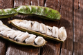Ice Cream Bean Live Plant – Inga edulis Tropical Fruit Tree Starter for Outdoor Garden or Orchard