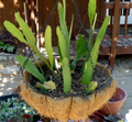 Epiphyllum Hookeri Orchid Cactus Cuttings – 2 Live Rootless 8–10 Inch Fragrant Night Blooming Cactus