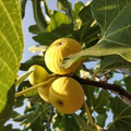 Unrooted Burbank Yellow Fig Cuttings – Propagation Wood for Grafting, Ficus carica Cultivar, 2 Pieces