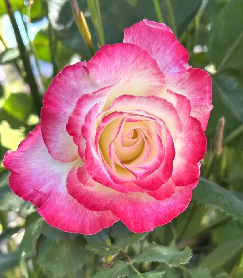 Double Delight Rose Live Cuttings - 5 Stems Bicolor Fragrant Rose for Garden or Container Planting