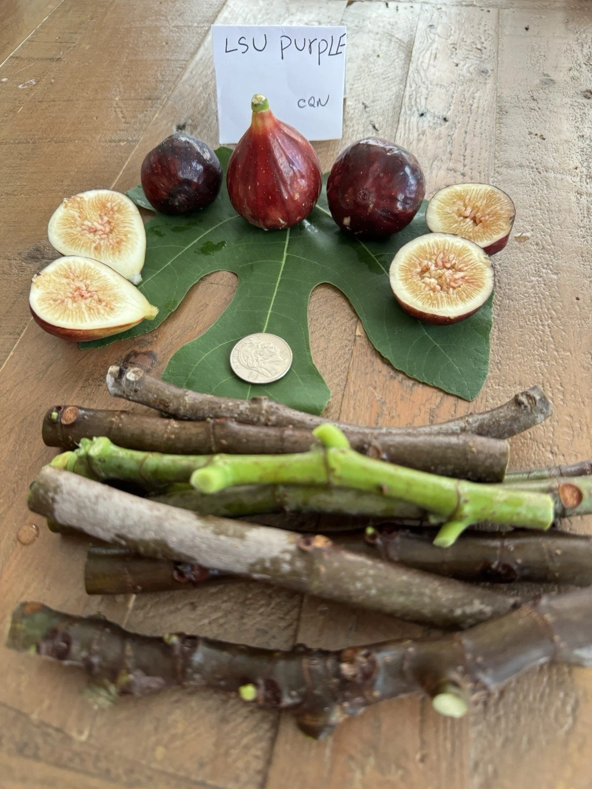 LSU Purple Fig Cuttings – 4 Live Ficus Carica Propagation Cuttings for Planting, Purple-Skinned Edible Fruit