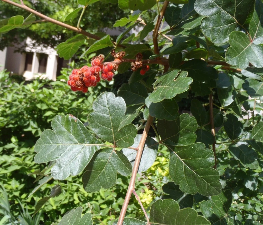 Fragrant Lemon Sumac Cuttings – 10 Rhus aromatica Stems for Landscaping & Wildlife
