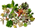 Assorted Succulent Cuttings Lot – 15 Live Unrooted Succulent Propagation Plants – Mixed Varieties, Healthy Mature Succulents