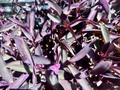 Purple Heart Tradescantia pallida – 8 Fresh Cuttings, Deep Purple Trailing Tropical Vine