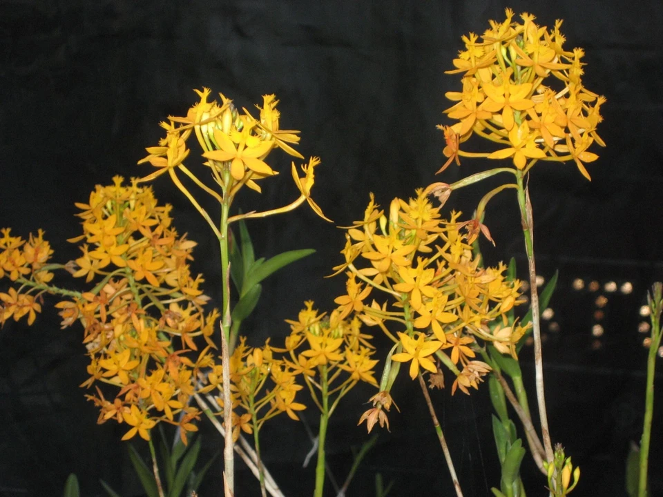 Epidendrum Orchid Cuttings Set of 2 Dark Yellow Flowers Cane Orchids Live Plant Propagation