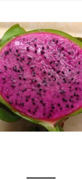 Dragon Fruit Cuttings – 2 Unrooted 10-Inch Pitaya Stem Clippings – Selenicereus for Propagation
