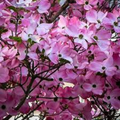Pink Dogwood Tree Cuttings – 10 Live Unrooted Cornus florida Propagation Cuttings for Ornamental Tree