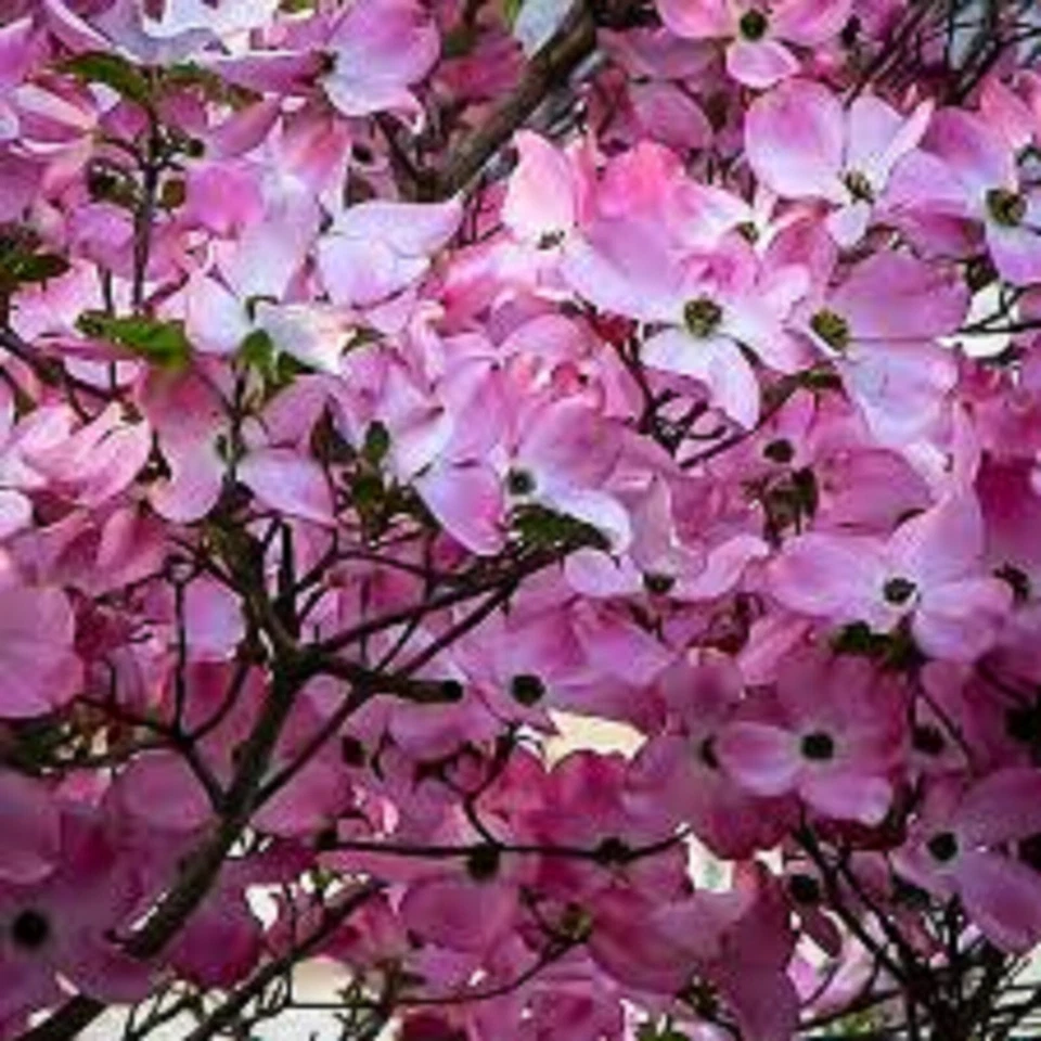 Pink Dogwood Tree Cuttings – 10 Live Unrooted Cornus florida Propagation Cuttings for Ornamental Tree