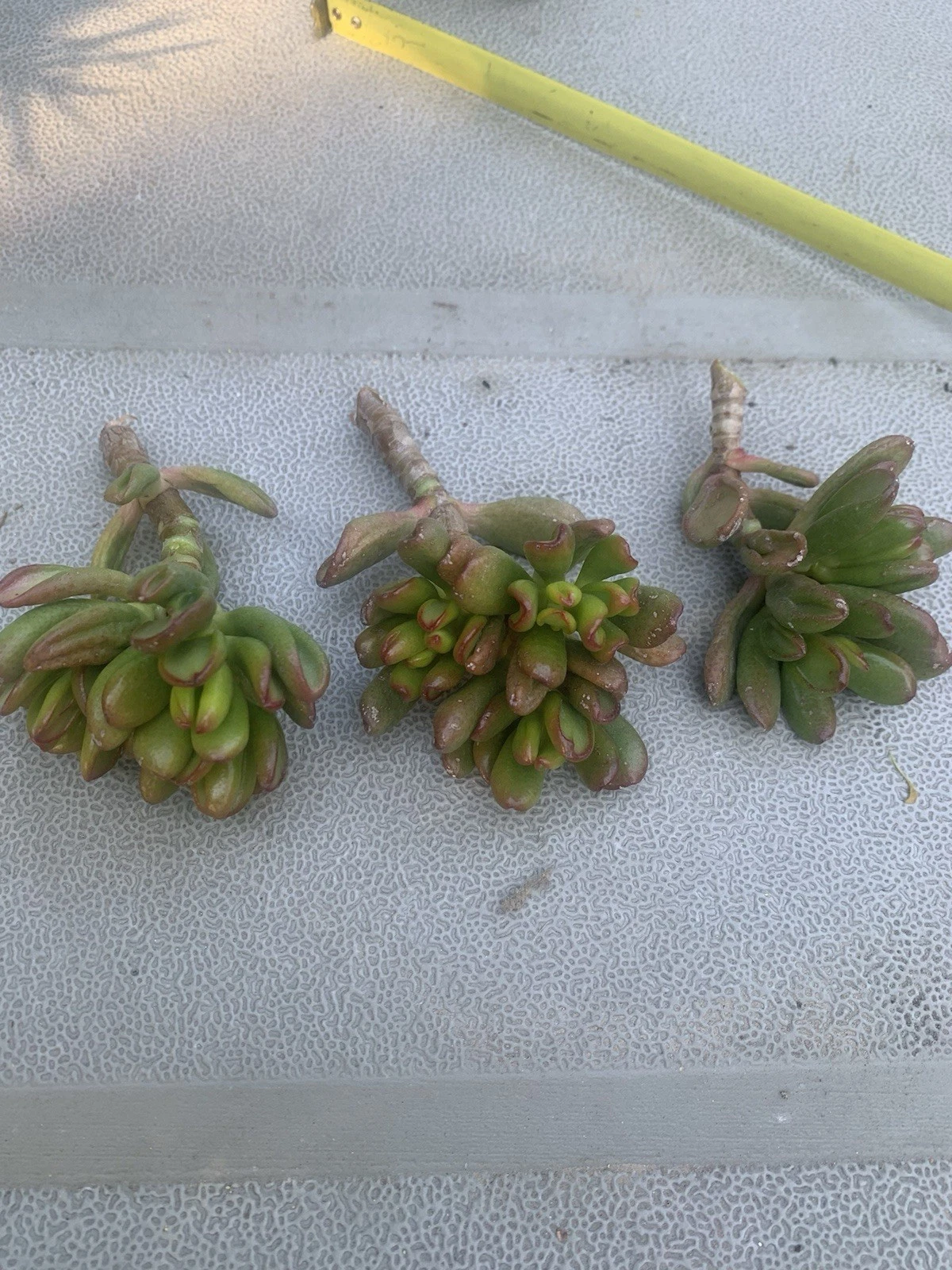 Crassula Ovata Gollum – 3 Live Succulent Cuttings, Hobbit Jade, Ogre Ear, Easy to Propagate, Compact Succulent for Pots & Bonsai