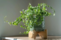 Creeping Fig Ficus Pumila Unrooted Cuttings Set of 5 for Rooting