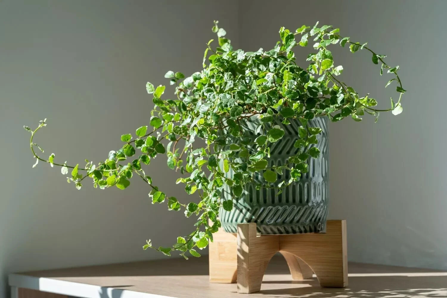 Creeping Fig Ficus Pumila Unrooted Cuttings Set of 5 for Rooting