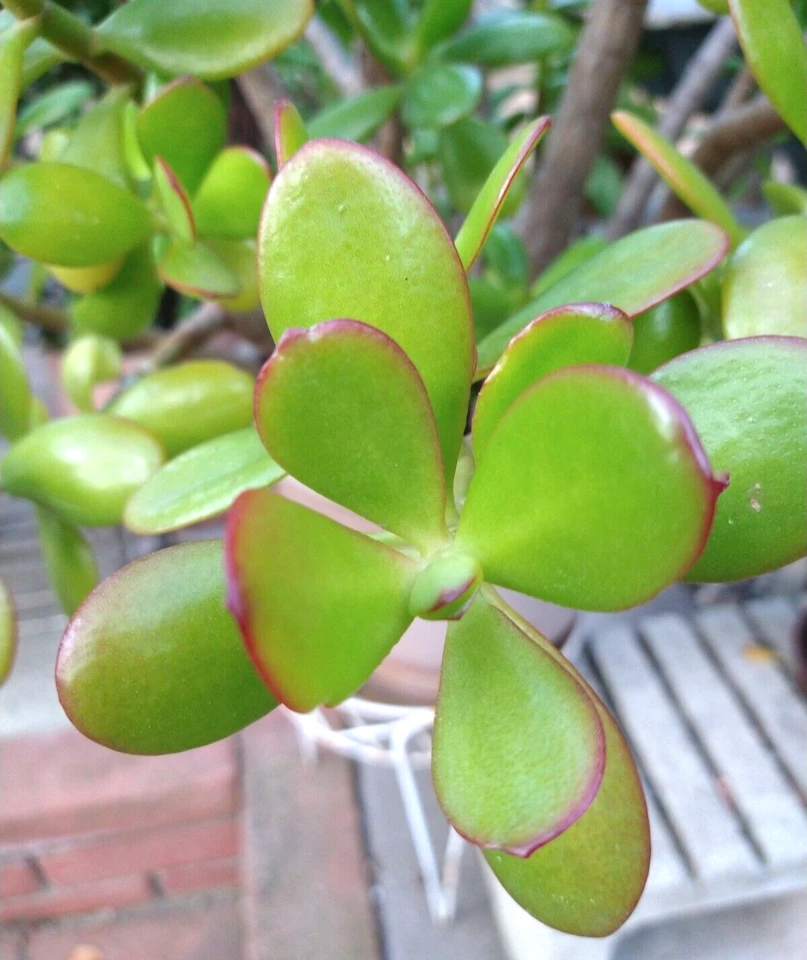 Crassula Ovata Jade Plant Cuttings – Live Succulent Propagation Material for Indoor & Outdoor Gardening