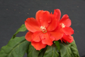 Live Pereskia Bleo Cactus Plant in 4-Inch Pot, Leafy Succulent, Abrojo, Rodocactus, Ornamental, Container or Outdoor Growth