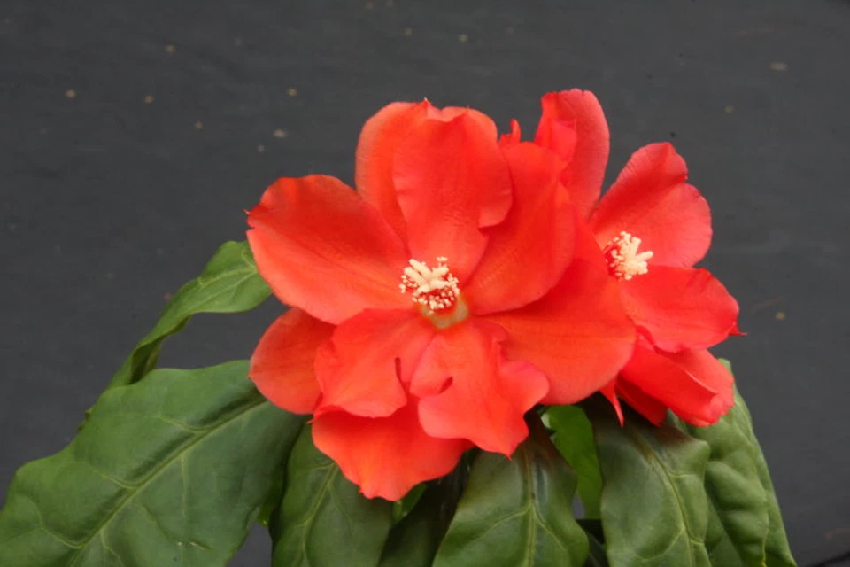 Live Pereskia Bleo Cactus Plant in 4-Inch Pot, Leafy Succulent, Abrojo, Rodocactus, Ornamental, Container or Outdoor Growth