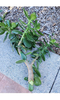 Jade Plant Thick Cuttings Crassula ovata Succulent Set of 2 - 0.75–1 Inch Diameter