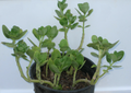 Fairy Crassula Succulent Cuttings Set of 4 | Crassula multicava Live Propagation Plants