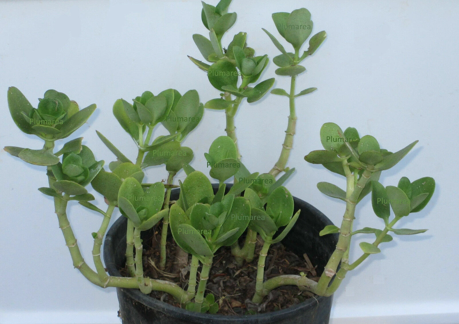 Fairy Crassula Succulent Cuttings Set of 4 | Crassula multicava Live Propagation Plants