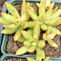 Sedum adolphii Golden Glow Succulent Cuttings – 3 Live Rosette Foliage Propagation Plants