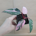 Philodendron Pink Princess Live Indoor Plant in 3-Inch Pot with Variegated Pink and Green Foliage