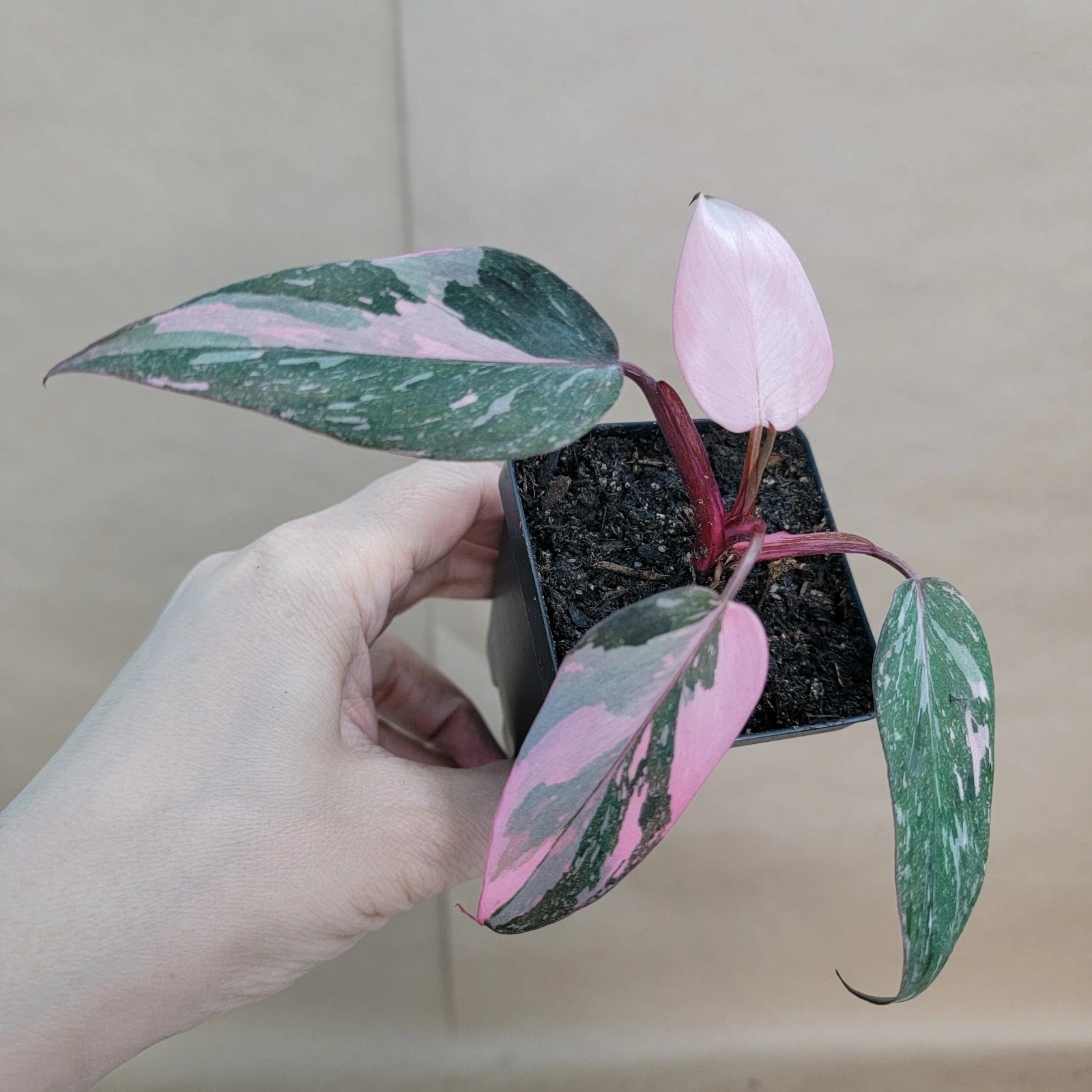 Philodendron Pink Princess Live Indoor Plant in 3-Inch Pot with Variegated Pink and Green Foliage