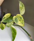 Marble Queen Pothos Cuttings, Unrooted Propagation Plant, Variegated Green & White Epipremnum aureum