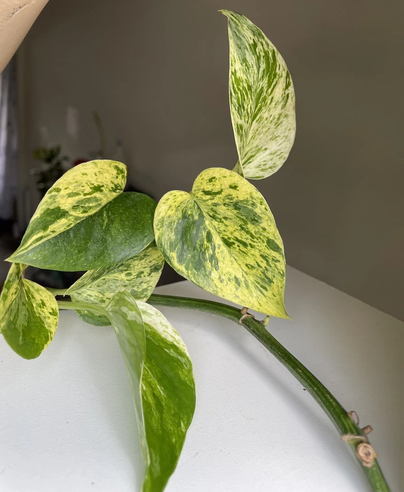 Marble Queen Pothos Cuttings, Unrooted Propagation Plant, Variegated Green & White Epipremnum aureum
