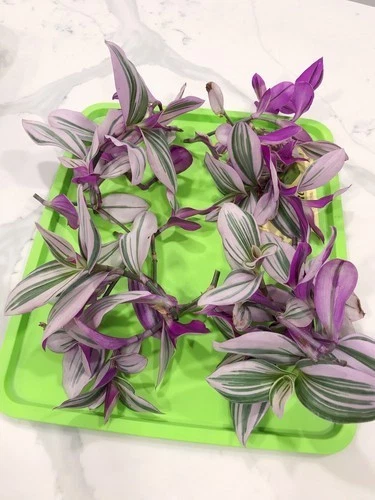 Tradescantia Nanouk Live Cuttings – Pink, Purple, Green Foliage, 4-6 Inch Indoor Houseplant Propagation