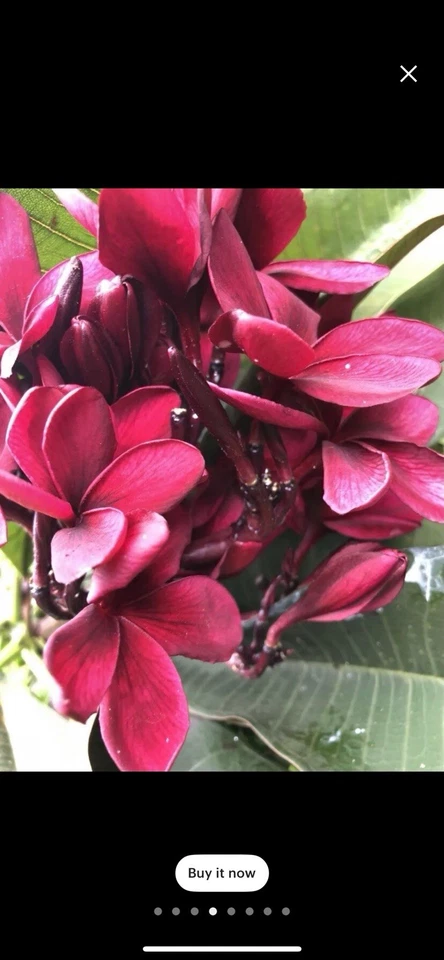 Scott Pratt Plumeria Cuttings - 12 Live Plumeria Rubra Cuttings 12 Inch Two Tip