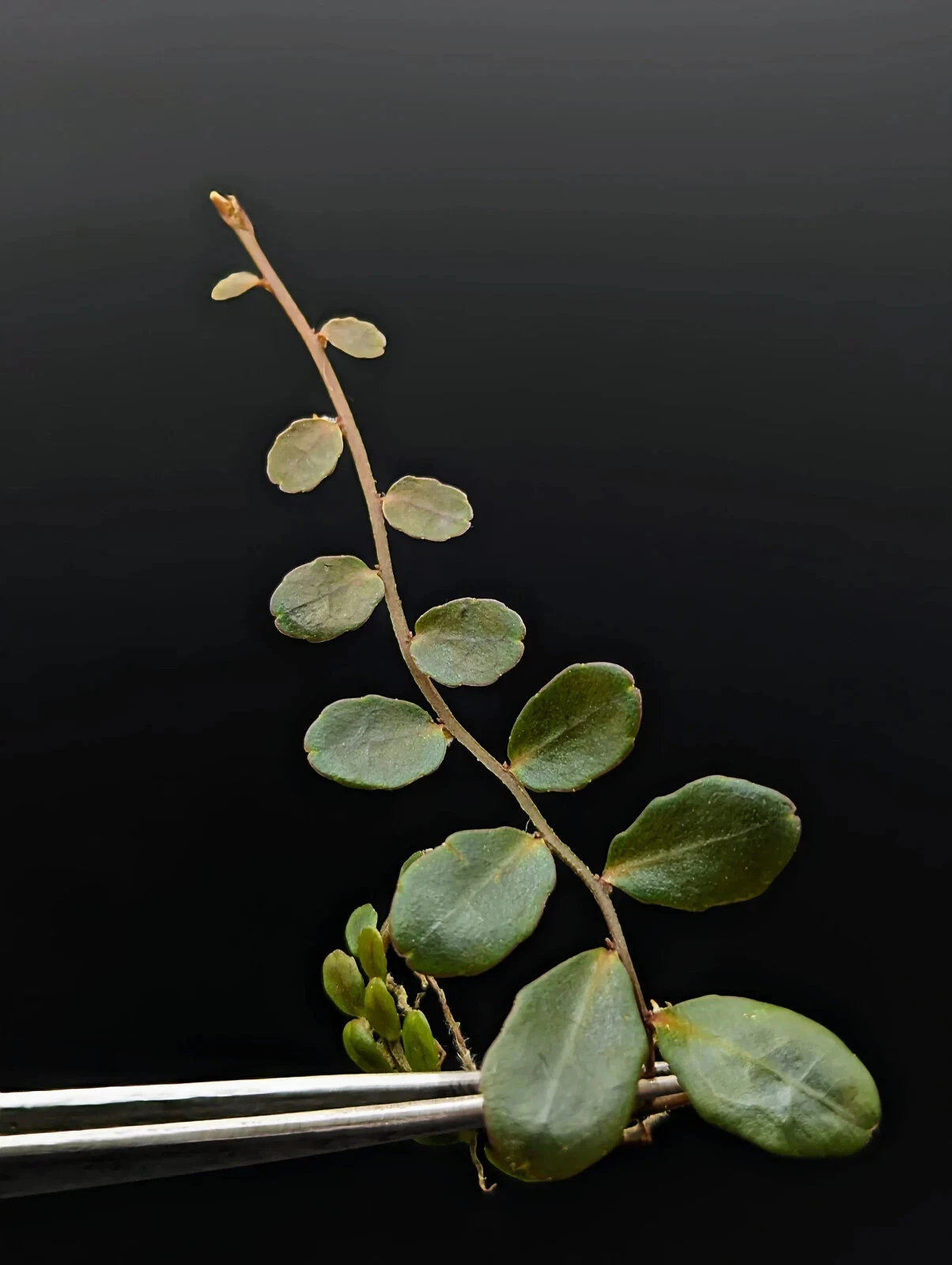 Marcgravia sp. ‘Azrael’ Cutting – Tropical Climbing Foliage Plant for Terrarium and Vivarium Propagation