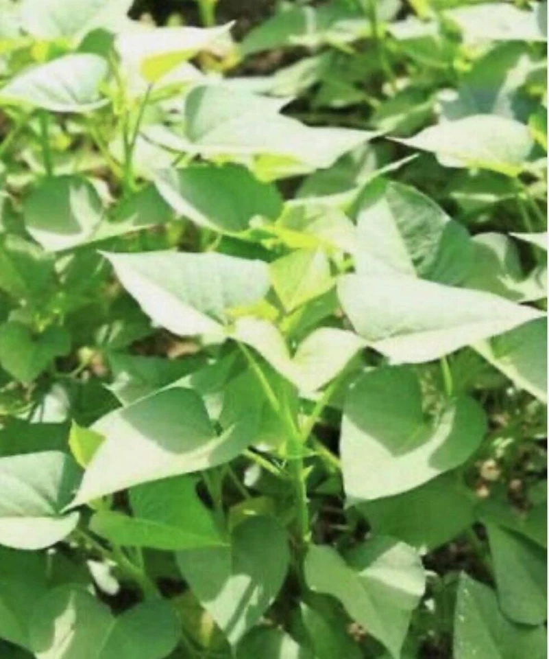 White Sweet Potato Slips Live Cuttings for Growing Ipomoea batatas in Garden Beds