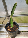 Red Flesh Dragon Fruit Plant Live in 1 Gallon Pot, Rooted Pitaya Cactus, Tropical Climbing Selenicereus spp.