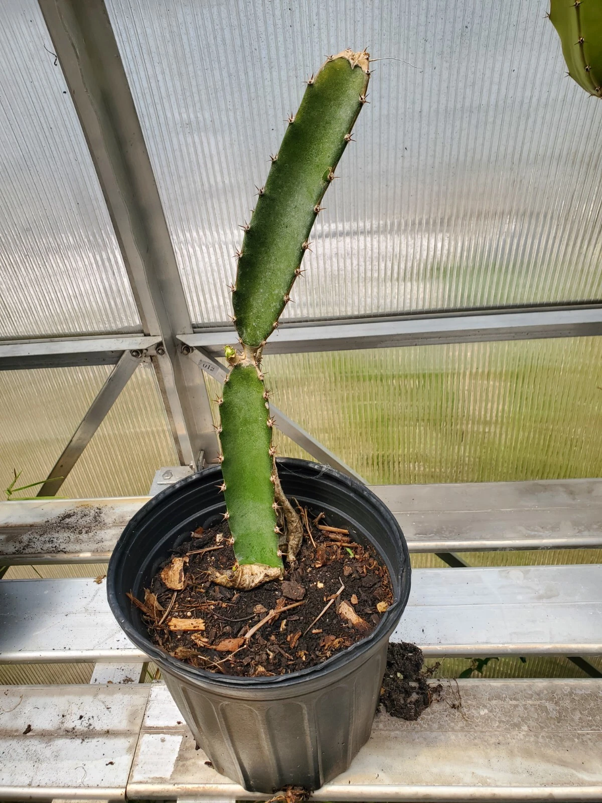 Red Flesh Dragon Fruit Plant Live in 1 Gallon Pot, Rooted Pitaya Cactus, Tropical Climbing Selenicereus spp.