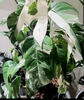 Epipremnum Pinnatum Albo Cuttings – 2 Unrooted Variegated Tropical Houseplant Propagation Material
