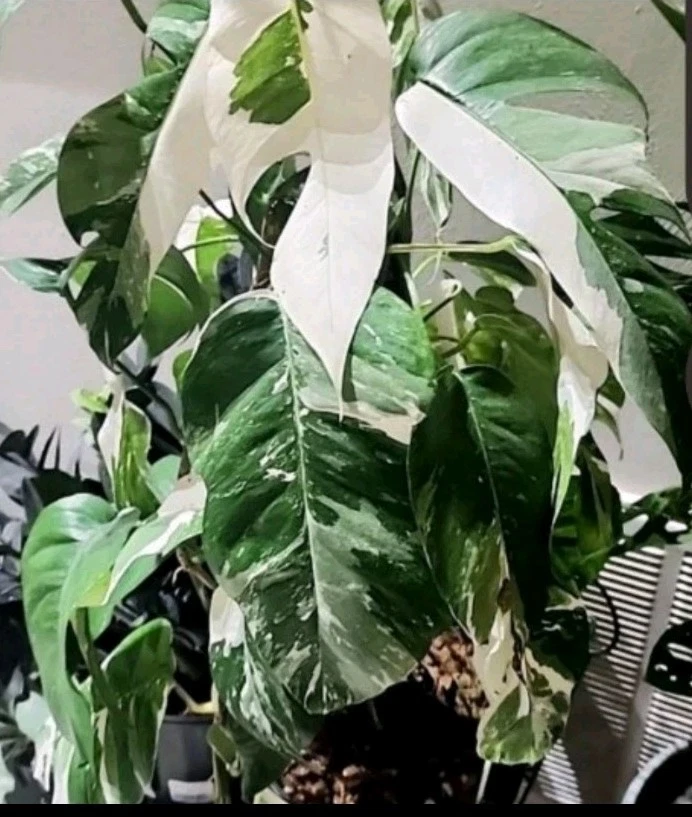 Epipremnum Pinnatum Albo Cuttings – 2 Unrooted Variegated Tropical Houseplant Propagation Material