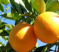 Unrooted Valencia Orange Cutting 6-8 Inches for Grafting Citrus sinensis 'Valencia'