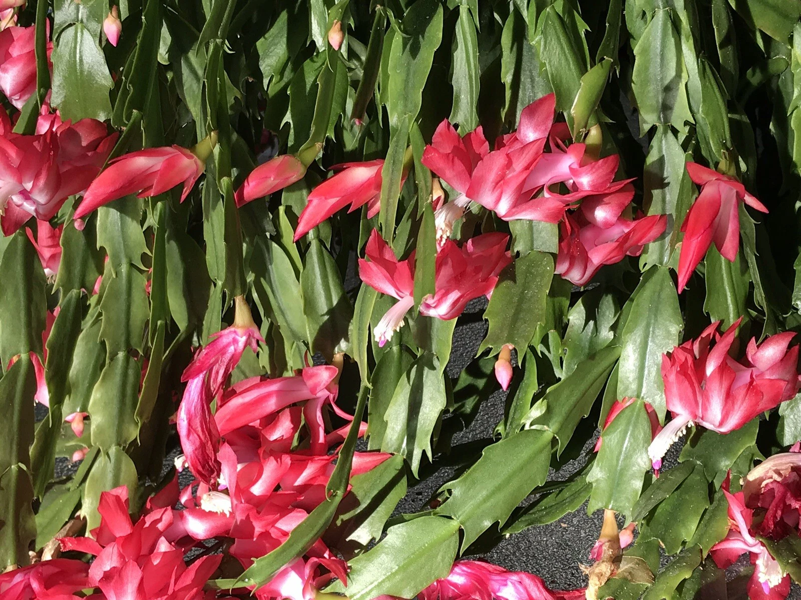 Christmas Cactus Cuttings 6-Pack, Schlumbergera buckleyi, Old-Fashioned Variety, 4-Segment Trailing Houseplant