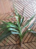 Large Rooted Yucca Tree Branch Cuttings for Planting – Live Perennial Ornamental Green Foliage, Suitable for Outdoor & Container Growth