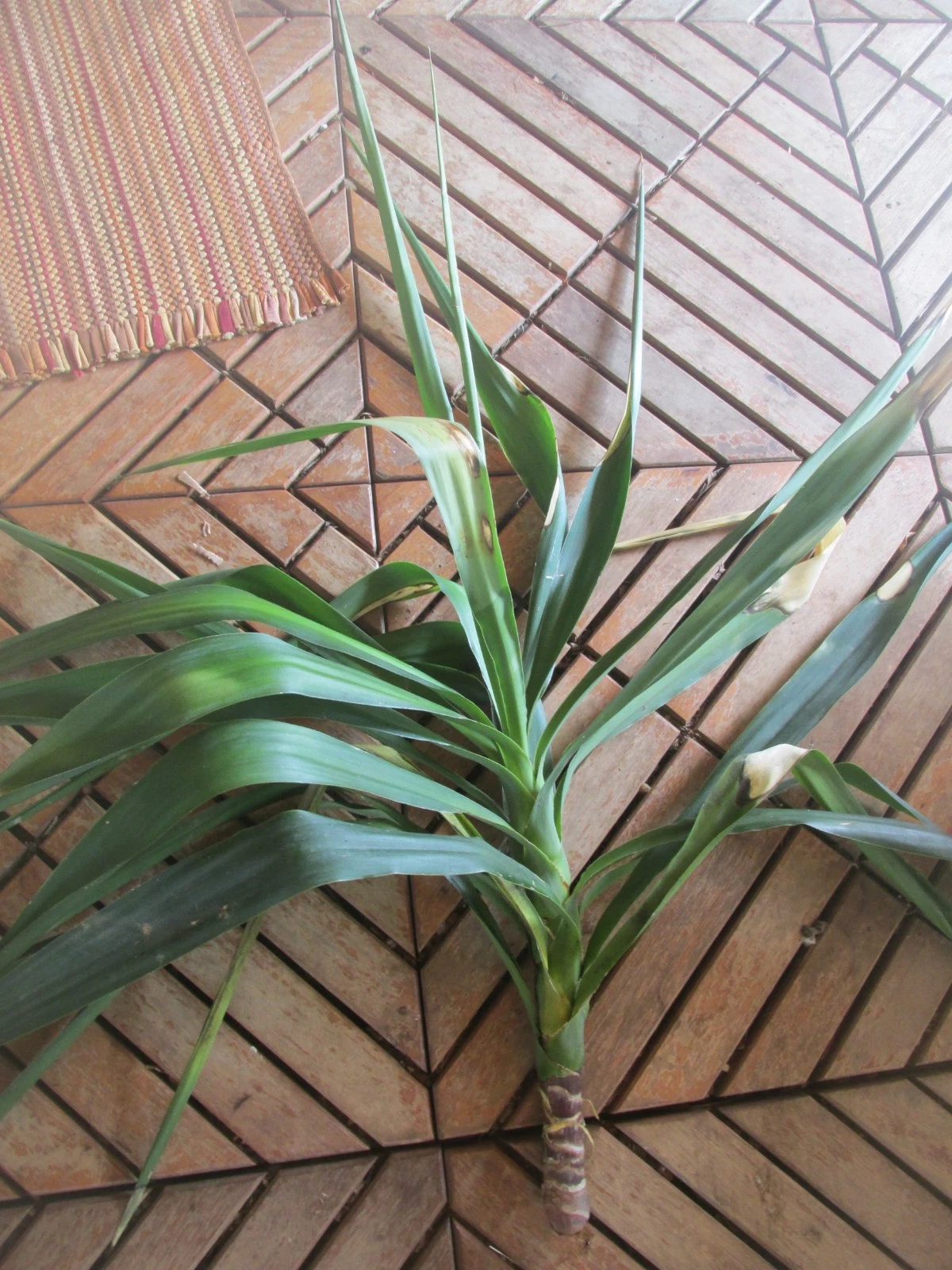Large Rooted Yucca Tree Branch Cuttings for Planting – Live Perennial Ornamental Green Foliage, Suitable for Outdoor & Container Growth