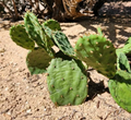 Opuntia humifusa Pad Cutting – Eastern Prickly Pear NYC Form – Live Cactus Pad for Rooting