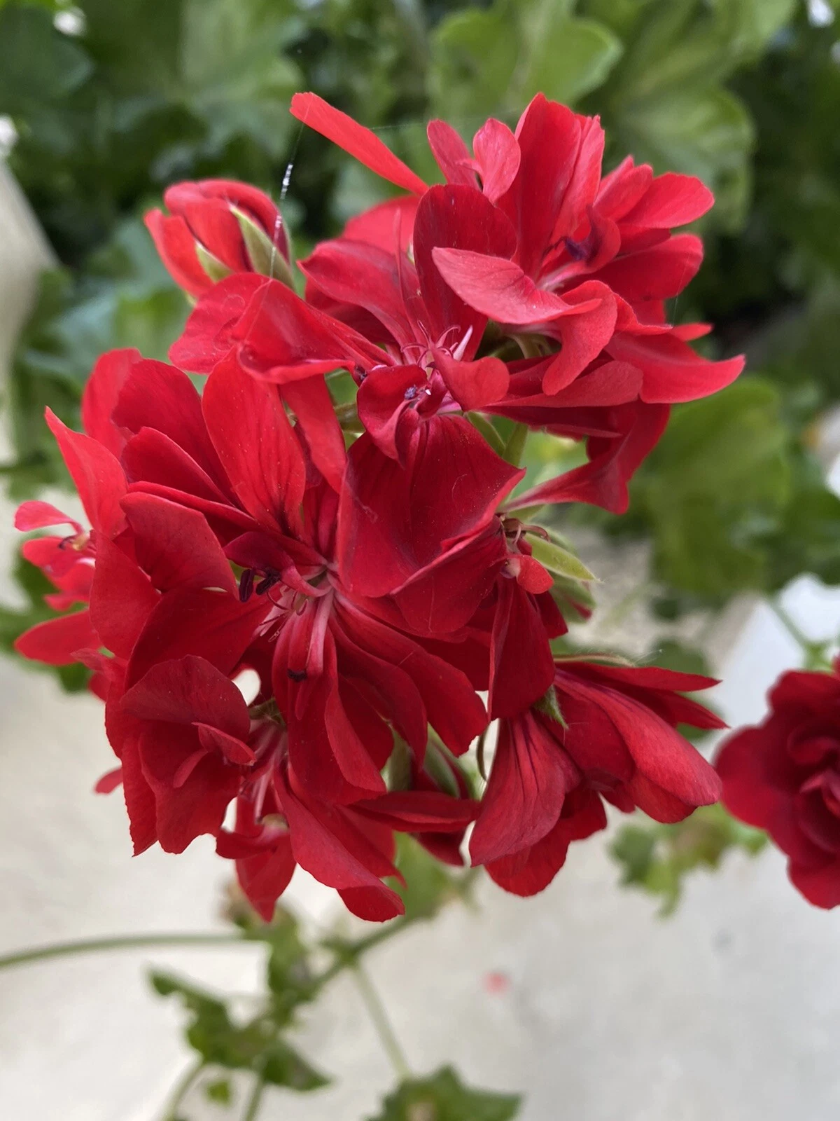 Red Geranium Cuttings – 6 Unrooted Pelargonium Propagation Cuttings for Bright Red Flowers