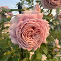 Miyabi Cha Rose Cuttings – 3 Fresh Unrooted Stems for Rooting or Grafting