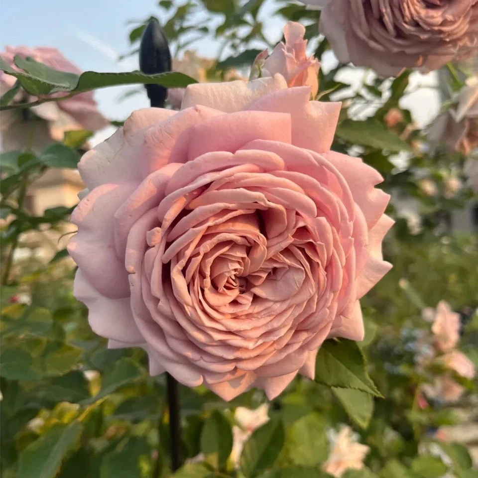 Miyabi Cha Rose Cuttings – 3 Fresh Unrooted Stems for Rooting or Grafting