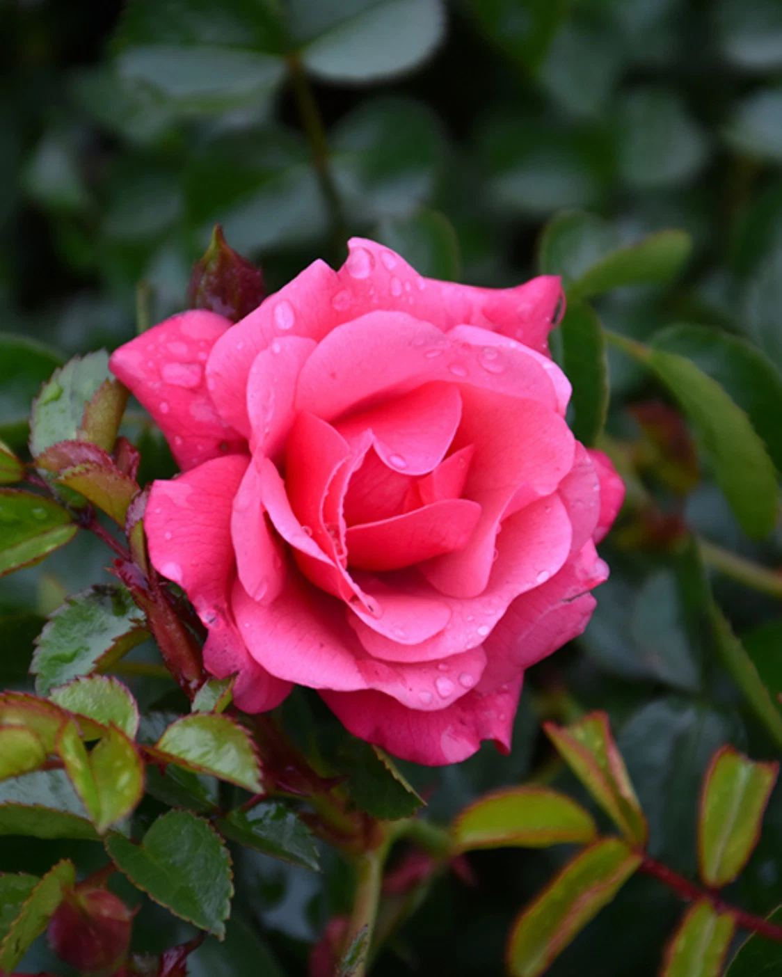 Flower Carpet Pink Rose Cuttings – 3 Unrooted Groundcover Rose Stems for Rooting or Grafting, Pink Blooming Rosa