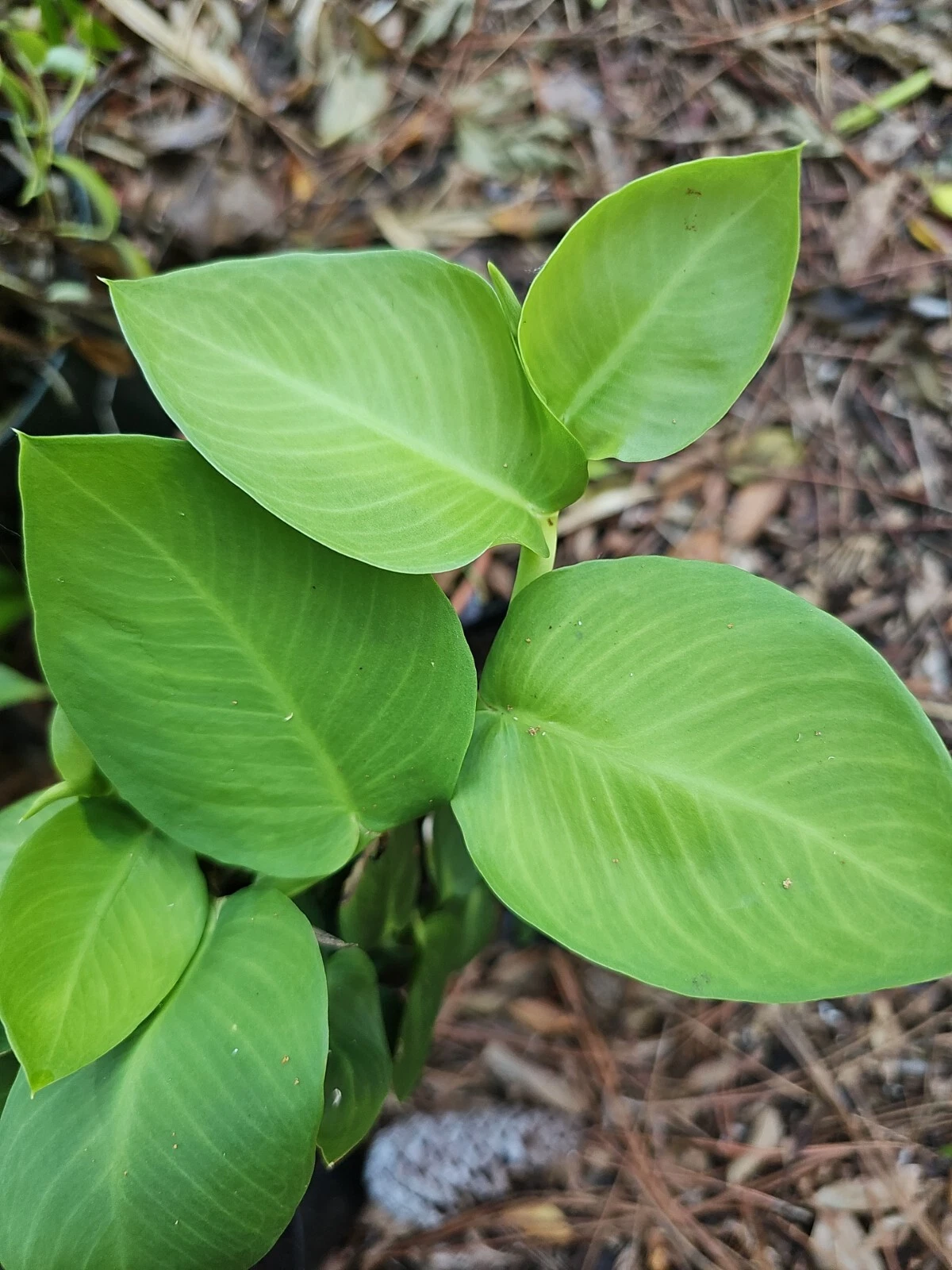 Rhaphidophora hayi Shingling Plant Cutting – Unrooted Node for Propagation, Climbing Foliage, Tropical Vine
