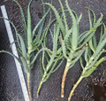 Aloe arborescens Cuttings – 4 Live Succulent Starts for Containers & Gardens, Easy-Rooting Tree Aloe, Shrub-Forming, Green Foliage