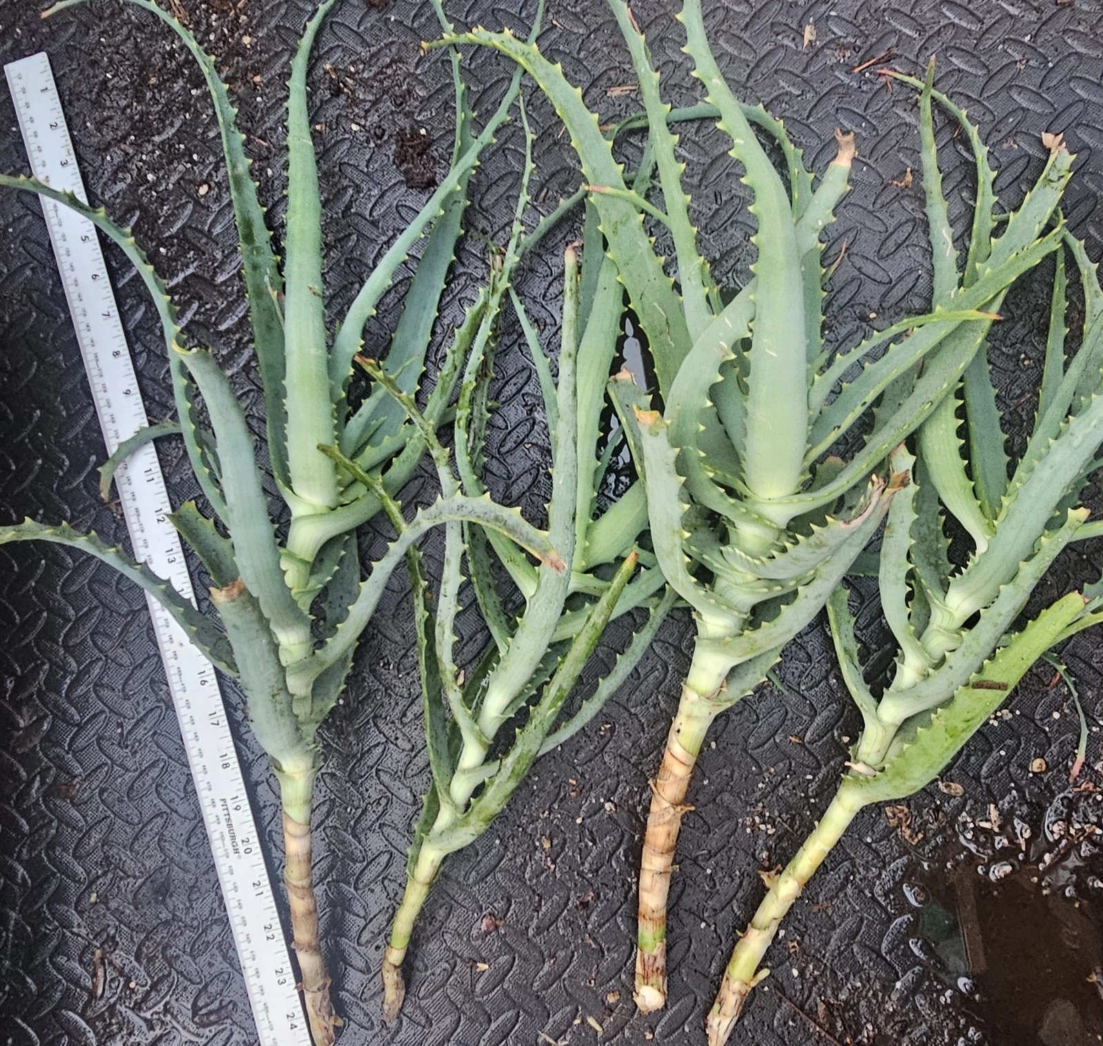 Aloe arborescens Cuttings – 4 Live Succulent Starts for Containers & Gardens, Easy-Rooting Tree Aloe, Shrub-Forming, Green Foliage