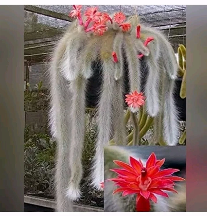 Monkey Tail Cactus Cutting – 8 Inch Trailing Fuzzy Succulent Stem – Cleistocactus winteri / Hildewintera colademononis