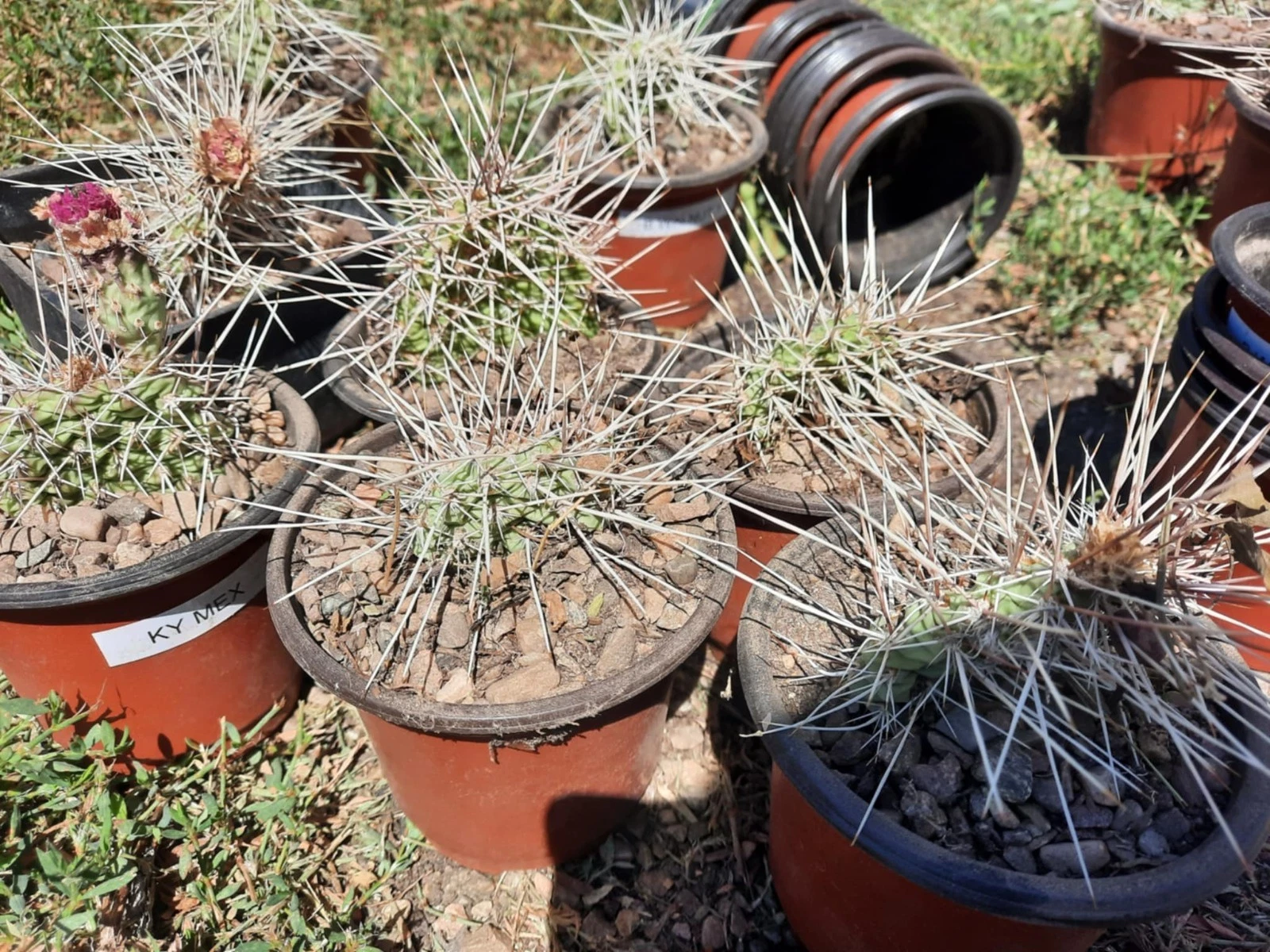 Opuntia Nicholii x Opuntia Hybrid Live Cactus Cutting - Hardy Prickly Pear for Desert Gardens & Collectors