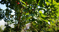 8 Stella Cherry Tree Cuttings – Unrooted 6-8 Inch Prunus avium ‘Stella’ Fruit Tree Propagation